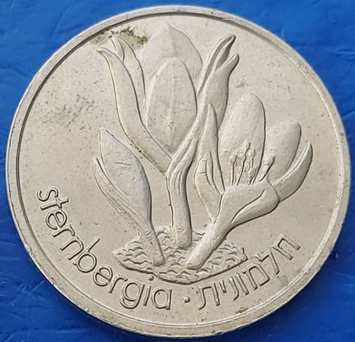 Medal Gazelle And Sternbergia